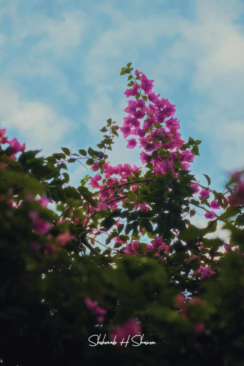Magenta Bougainvillea Blooms Against a Summer Sky