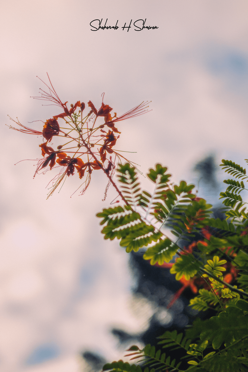 Skyward Fire, Petal & Plume