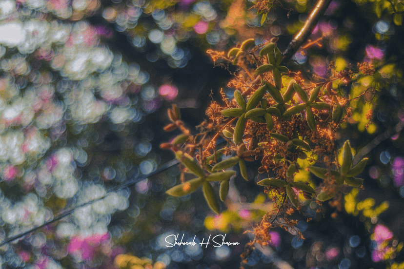 Stardust & Bokeh Dreams