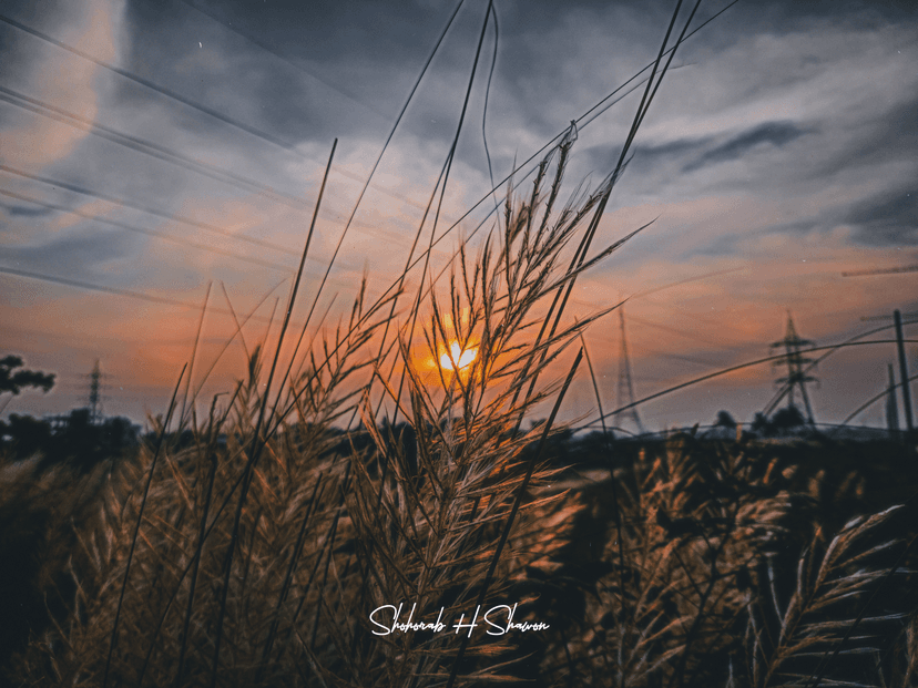 Sunset's Golden Spears
