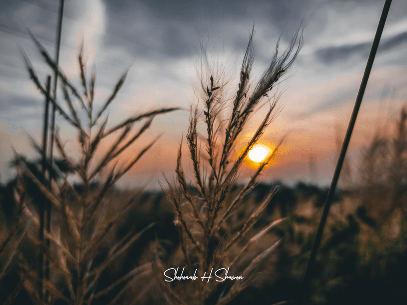 Last Light on a Grassy Plume