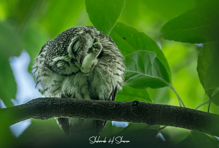 Verdant Slumber, Feathered Dream