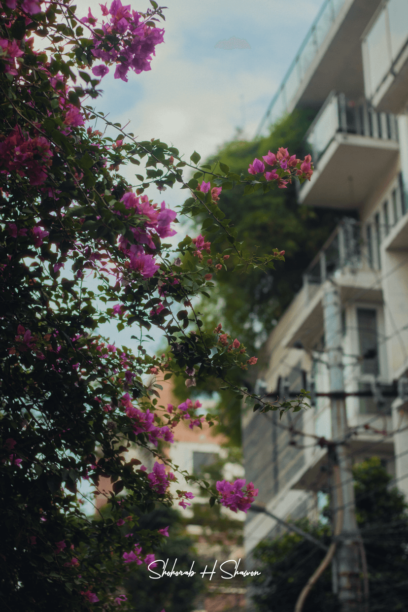Urban Bougainvillea