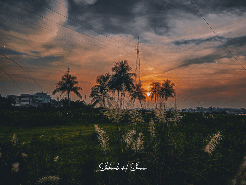 Twilight's Embrace, Where Palms Meet Sky