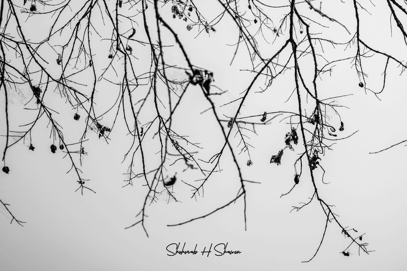 Winter's Lace Against the Light
