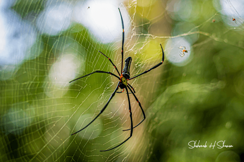 Weaver of Sunlit Silks