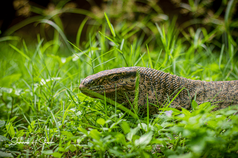 Ancient Gaze Amidst the Green