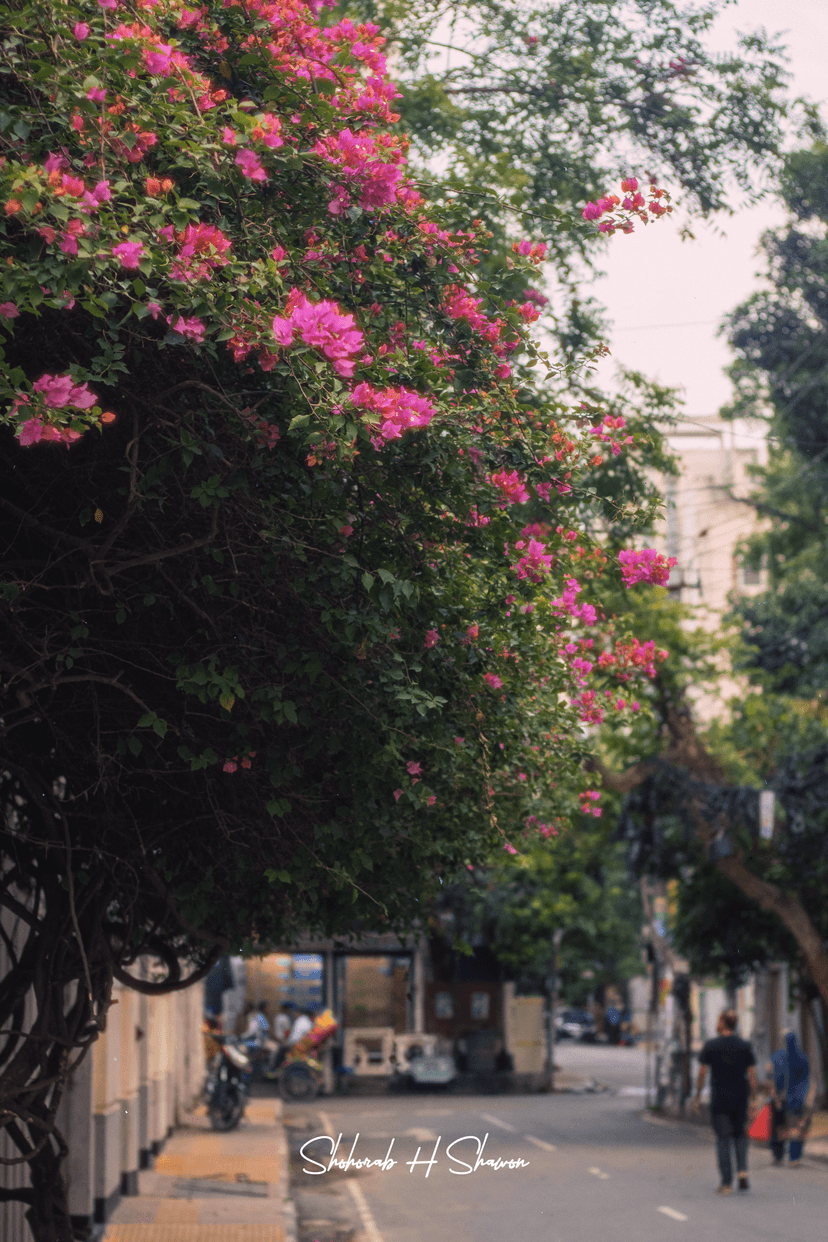 Bougainvillea Lined Street