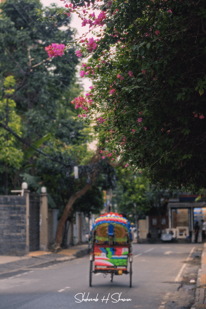 Rickshaw Ride Under Bougainvillea