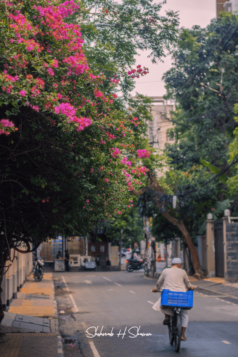 Cycling Past Bougainvillea