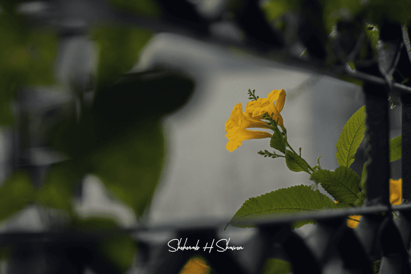 Gilded Hope, Barred from View